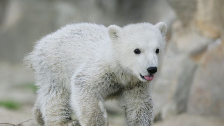 ... war der kleine Eisbär Knut die größte Attraktion im Berliner Zoo.
