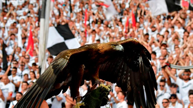 Eintracht Frankfurt: Nicht nur Kölns Maskottchen lebt. Steinadler Attila ist das Kul-Maskottchen bei Eintracht Frankfurt und aus dem Verein nicht mehr wegzudenken. Am 30. April 2019 wurde der Steinadler 15 Jahre alt.