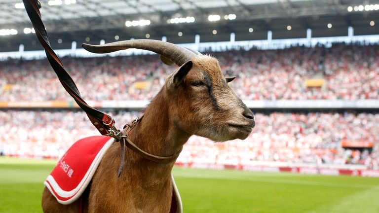 Das Vereinstier des 1. FC Köln ist der Kölner Geisbock Hennes. Statt eines Kostüms gibt es bei den Rheinländern die lebendige Version. Im kleinen Geißbockheim im Kölner Zoo können Fans das vierbeinige Maskottchen besuchen.