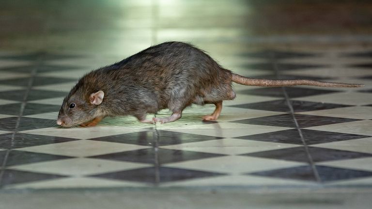 Frankreich: Dieser kleine Nager sorgt vor der Partie zwischen OGC Nizza und dem FC Toulouse für Wirbel. Eine Ganze Schaar Ratten zerknabberte vor der Begegnung die Torlinientechnik. Das fiel erst während der Partie auf, hatte aber keine Folgen.