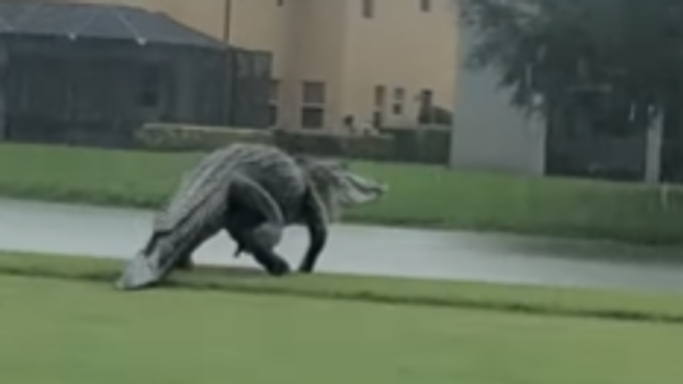 Ein Riesen-Alligator stolziert über einen Golfplatz in Florida (Quelle: facebook.com/valenciagolfnaples).