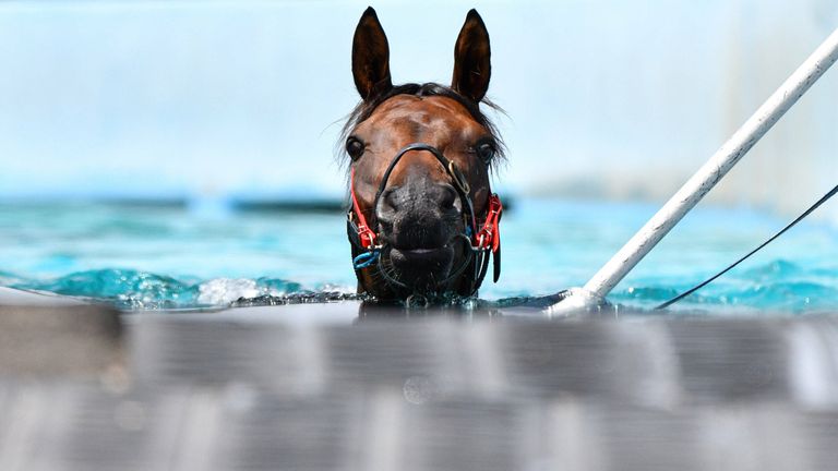 2020 Bilder des Jahres, Sport 02 Februar Sport Bilder des Tages RACING FLEMINGTON TRACKWORK, Alligator Blood is taken for a swim by trainer David Vandyke during trackwork at Flemington Racecourse Melbourne, Tuesday, February 11, 2020