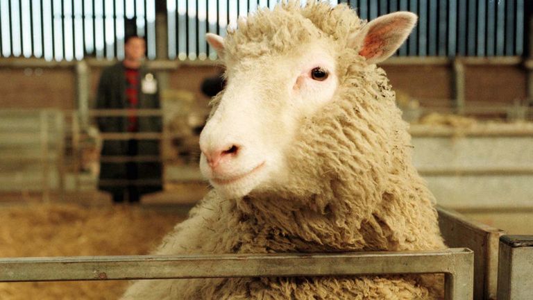 ... wurde am 5. Juli 1996 das Schaf Dolly nahe Edinburgh in Schottland geboren. Dolly war das erste geklonte Säugetier der Welt.