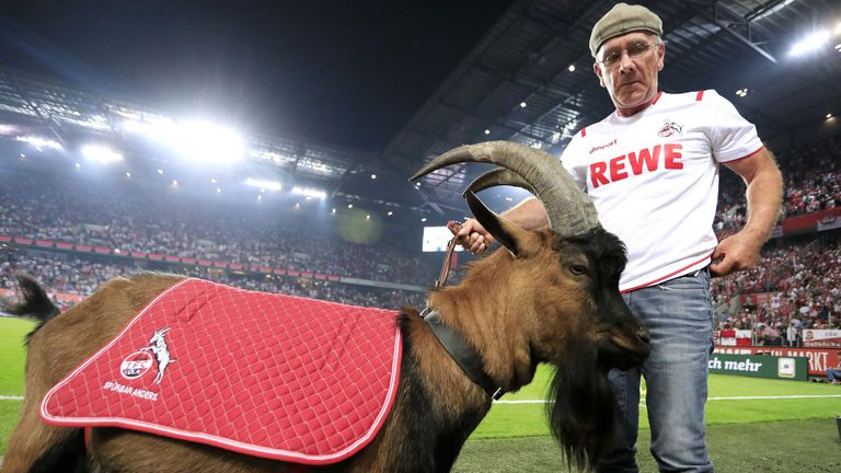 1. FC Köln: 