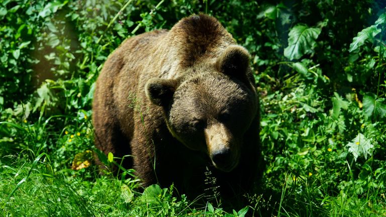 Ein Bär wurde bei einem Golfturnier in Japan gesichtet. 