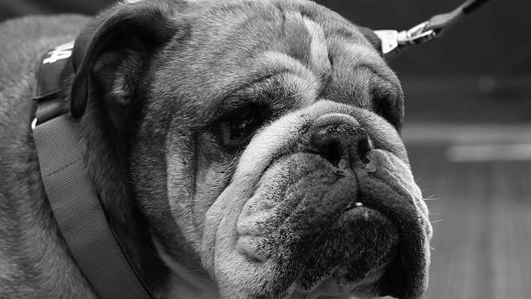 Die britische Bulldogge Roscoe wurde zwölf Jahre alt.