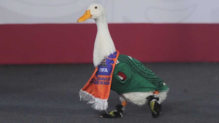 Die mexikanische Ente Merlin hat die WM verzaubert.