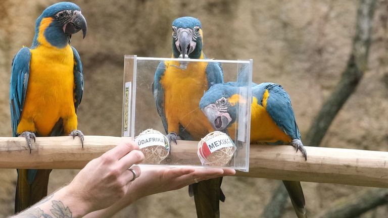Das "Arakel" sieht Mexiko gegen Südafrika im Vorteil.